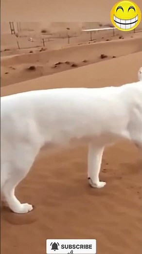 การเดินของแมว