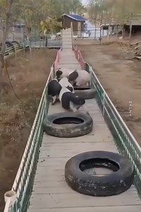50K views · 244 reactions | Pig Swimming Pool You have Never Seen | SportsAbc | Facebook