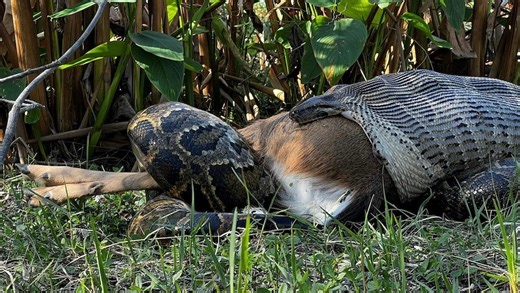 Burmese pythons completely digest prey, including skeletons. Here's how