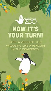 🚨 Participate in the challenge for the chance to win a visit to the Zoo! Have you been training in preparation for your week at the Zoo? With only 8 days until Spring Break, now is the time to prepare! ⁠ ⁠ Think you can move like a Zoo animal? How much do you know about penguins? Your training challenge for the day is to waddle like a penguin and learn something new about the animal! To help demonstrate the “way to waddle,” we have a video of Zookeeper Clayton waddling with John Henry. 🐧⁠ ⁠ Co