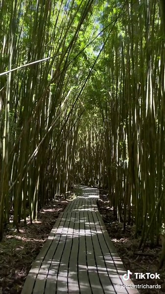 Exploring the Enchanting Bamboo Forest Hike in Oahu