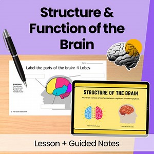 Structure and Function of the Brain: Psychology Lesson   Presentation   Activity
