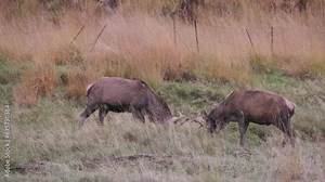 Red deer stags rutting in the Scottish highlands in autumn on an overcast day.