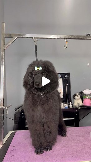 Logan Rago on Instagram: "My poodles brother from another mother 🐶🌸 . #doggrooming #dogsbylogan #dogs #poodle . Follow for more dog vids -> @dogsbylogan"