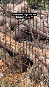 1.7K views · 430 reactions | Wolverine Olga is such a great mom to...