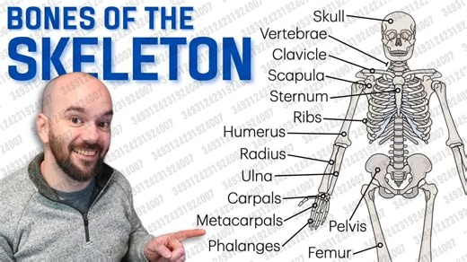 2026.02.09 【Siebert Science】骨骼的骨头（更新版）