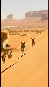 MOTHER'S FURY! Monkey Fights, HIDES, and ESCAPES a Pack of Wild Dogs to Save Her Baby #Cornered #Monkey #WildDogs #SurvivalMode #ProtectiveMother #AnimalTension #Wildlife #MustWatch #ImminentDanger #Motherhood #ViralAnimals #Shorts | Animal Rescue