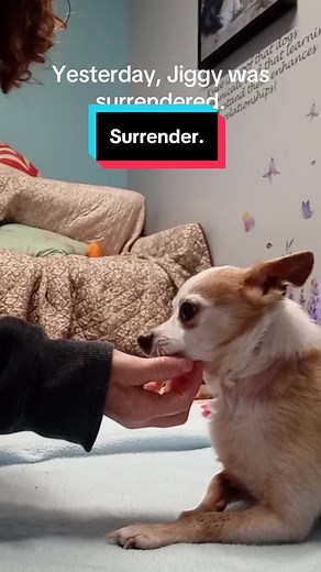 Adopt Jiggy: The Sweet Shelter Dog in Need