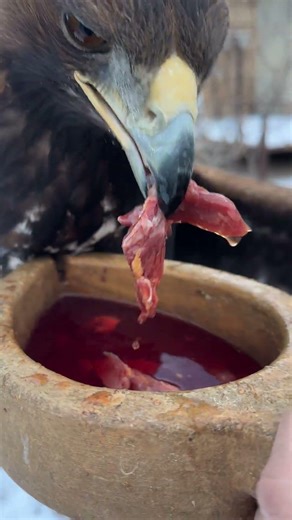 Savage Eagle Feast 🦅🔥 Real Power of Nature | 독수리 먹방 충격