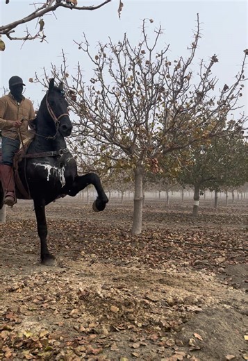 Friesian Horses Dancing: A Showcase of Elegance