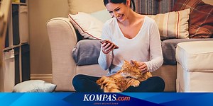 7 Alasan Kucing Menghampiri dan Duduk di Pangkuan Anda