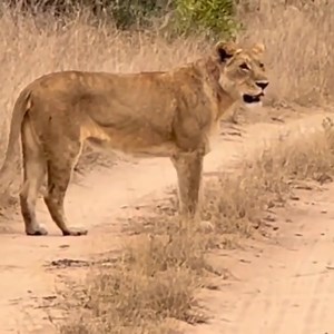 23K views · 428 reactions | Lion attack | Latest Sightings - Kurger | Facebook