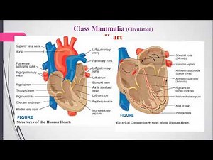 Blood Circulation of Mammals