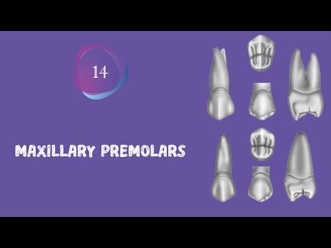 Dental anatomy "morphology" 14 (Maxillary premolars)