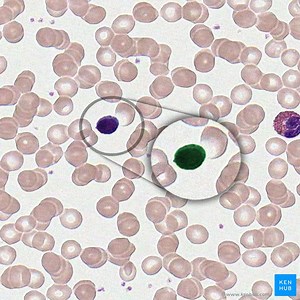 Lymphocytes
