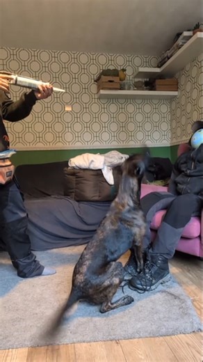 Training my dog to be Tacticool #dogtraining #malinois #dogsofinstagram #dogtricks | Darwin's Dog Training School