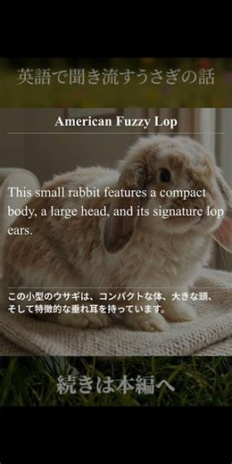 アメリカンファジーロップ - 英語で聞き流すうさぎの話 [上級編] #英検準1級 #英検1級 #英語聞き流し #英語学習 #リスニング