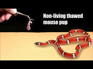 GOT A HUNGRY SNAKE AT HOME! WHAT IF YOU GIVE A NEWBORN MOUSE TO A SNAKE? [Live feeding]