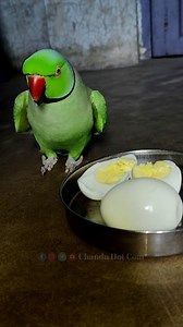 Dancing Parrot Calling Mummy Papa 🦜❤️ #reelsvideo #reels #parrot #talkingparrot | Chandu Dot Com