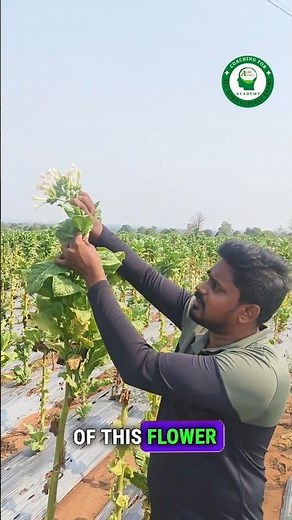 Tobacco Cultivation: Topping, Priming, Desuckering & Curing | Complete Cultural Practices