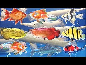 26 most beautiful and expensive ornamental fish in the world