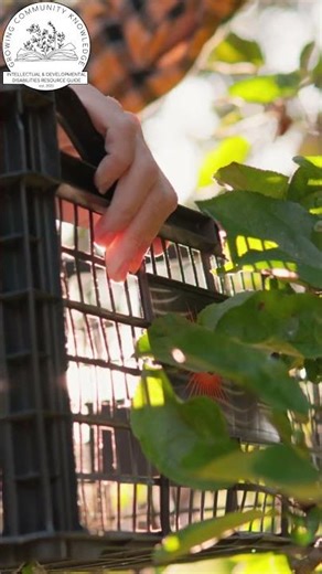 The Orchard of Options: Your Clear Path to IDD Support and Resources