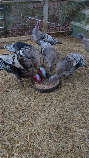 Turkeys got their pan of treats too for #tastytreatsthursday 😋 #Narragansett #turkeytreats #backyardturkeys #lifeinthecountry #headingtonhomestead | Headington Homestead