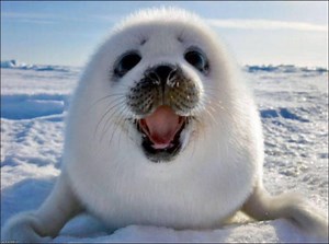 1.9K views · 145 reactions | Russian animals  | Russia Friends | Facebook