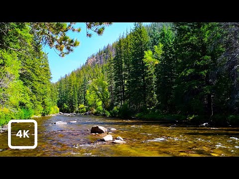 Rocky Mountain River in Spring Ambience | Forest Birdsong & Gentle Flow Nature Sounds for Relaxation