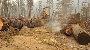 Wildfires turn even more wild when Firenadoes breakout. | Heather Tesch