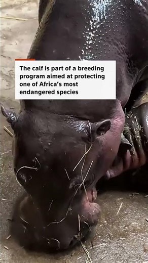 Pygmy hippo born at Polish zoo