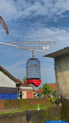 Seting Seting Teruss untuk Kicaumania