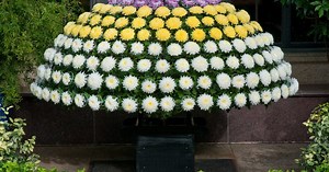 The Art of Grafting Chrysanthemums