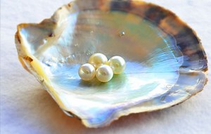 The Secrets of Pearl Harvesting in Japan | All About Japan
