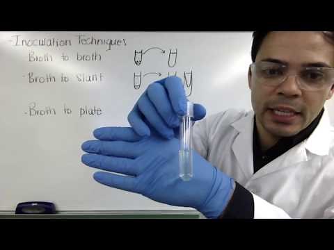 Growth Patterns on Broth, Slant, & Streak Plates