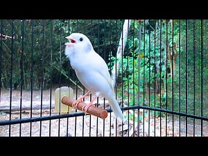Canary Singing Video - Training Song by Spanish Timbrado Canary
