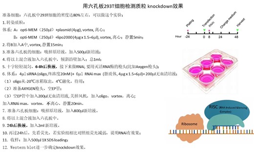 细胞的基因敲低 (RNAi) 实验步骤