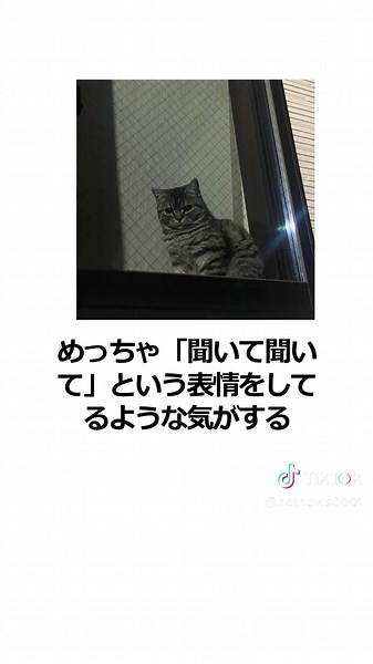 寝る前に出来事を語る猫、人間は聞き役で満足？