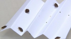 Bettwanzen-Plage: Was Sie über die kleinen Insekten wissen müssen – und wie man sie los wird