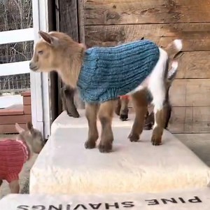 These baby goats look distinguished in their turtlenecks and sweaters