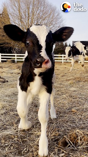 24M views · 418K reactions | 10-year-old rescue cow finally becomes Mom and sings softly to her baby ❤️ | The Dodo | Facebook