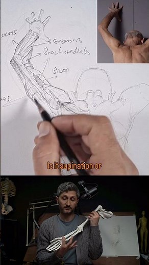 Supination vs pronation #howtodraw #figuredrawing #anatomy #artschool #arteducation