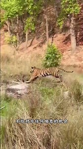 老虎抓住一头五百公斤的白肢野牛#野生动物零距离#老虎#动物世界#精彩片段