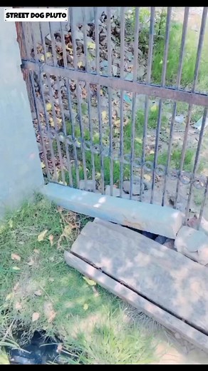 242K views · 10K reactions | Pray For Chilli Potato Street Dog Pluto #shorts #minivlog #viralreels #dog #animal #vlogger #pluto #streetdogpluto #viralvlog | Street Dog Pluto | Facebook