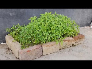 How to grow jute seeds, grow jute leaves as vegetable