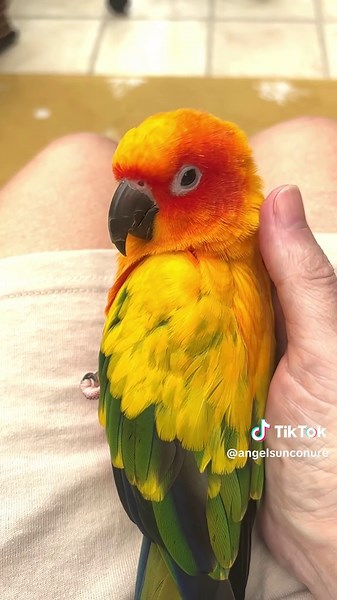 Conure Cuddles In Slow Mo 🦜🦜☺️ ☺️ 🥰 🥰 #angelsunconure #sunconureclub #parrotsoftiktok #sunconures #conurecuddles #viral_video #fyp