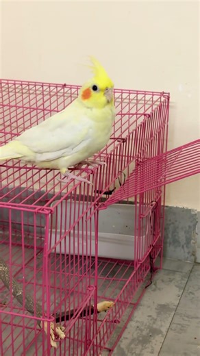 🫶🏻🫶🏻😱😱😱wow he can mimic I phone ringtone ❤️❤️❤️#cockatiel #bir #chirpybird #birdcall #birds