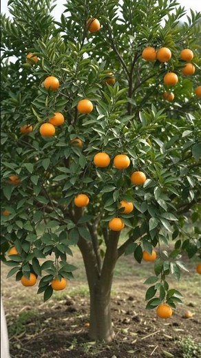 Mikan Japanese Mandarin: Seed to Ripe Fruit | Complete Life Cycle 🍊🌱 #shorts #viralvideo #seeds