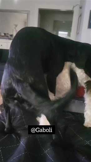 Wonderful play moment watch till end | Gaboli