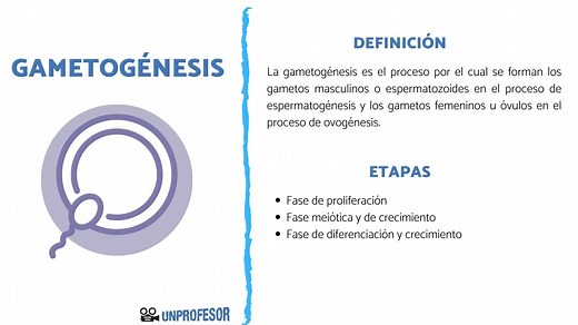 Qué es la GAMETOGÉNESIS y sus etapas - [resumen   vídeos!]